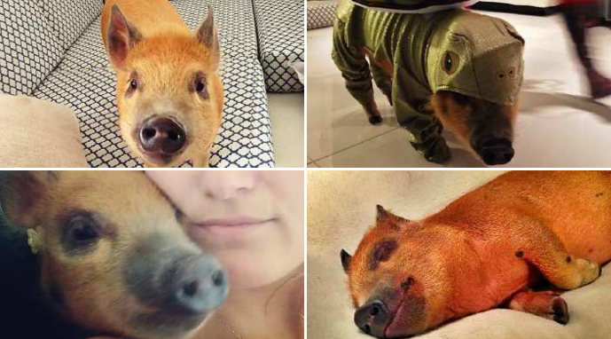 Jamon the pig. Jamon the pig.